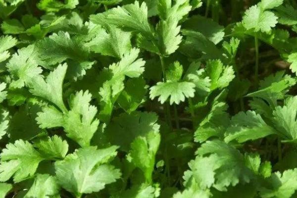 秋季怎么管理香菜,每隔5-7天要浇一次水