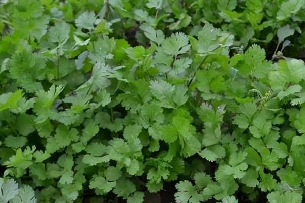 秋季怎么管理香菜,每隔5-7天要浇一次水