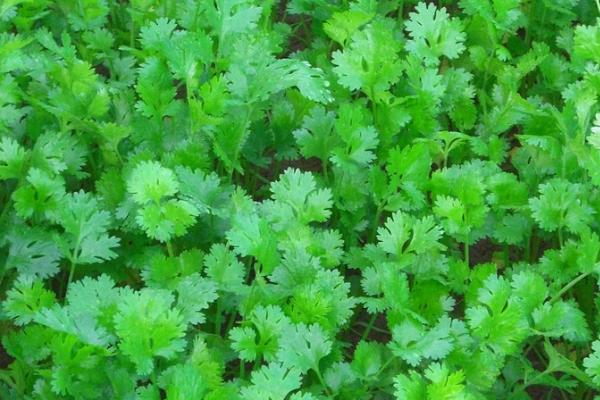 秋季怎么管理香菜,每隔5-7天要浇一次水