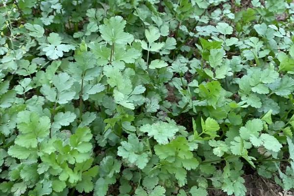 秋季怎么管理香菜,每隔5-7天要浇一次水