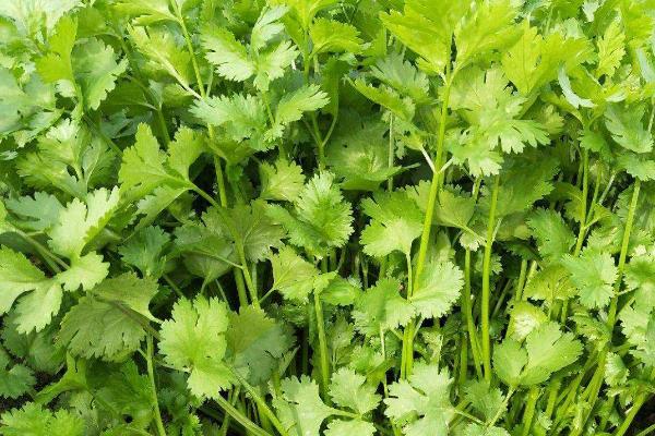 秋季怎么管理香菜,每隔5-7天要浇一次水