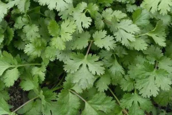 秋季怎么管理香菜,每隔5-7天要浇一次水