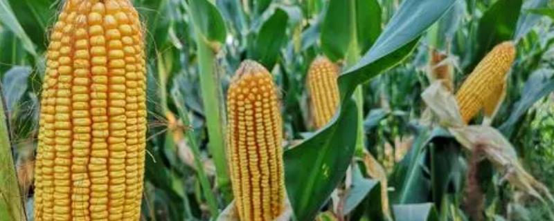 玉米成熟阶段分哪3个阶段