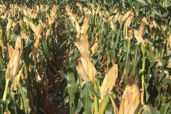 玉米成熟阶段,可分为乳熟期、蜡熟期、完熟期这三个阶段