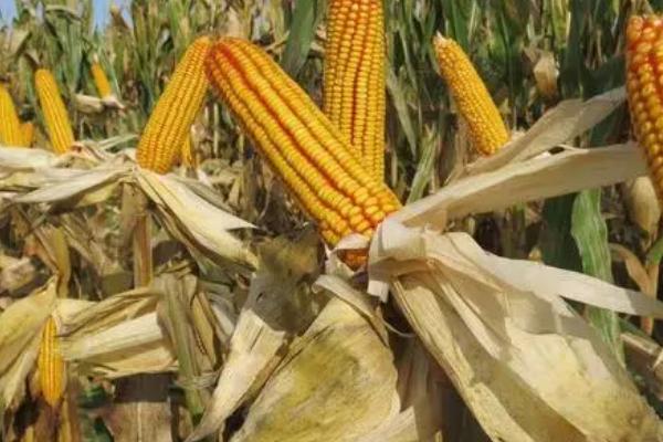 玉米成熟阶段,可分为乳熟期、蜡熟期、完熟期这三个阶段