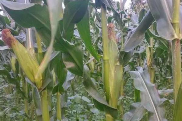 玉米成熟阶段,可分为乳熟期、蜡熟期、完熟期这三个阶段