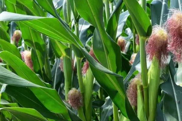 玉米成熟阶段,可分为乳熟期、蜡熟期、完熟期这三个阶段