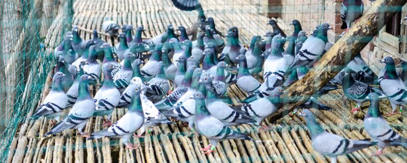 鸽子不进窝如何处理