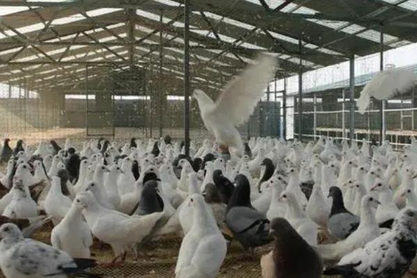 鸽子不进窝如何处理,控制放飞时间可让鸽子自觉回窝