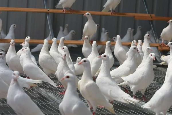 鸽子不进窝如何处理,控制放飞时间可让鸽子自觉回窝