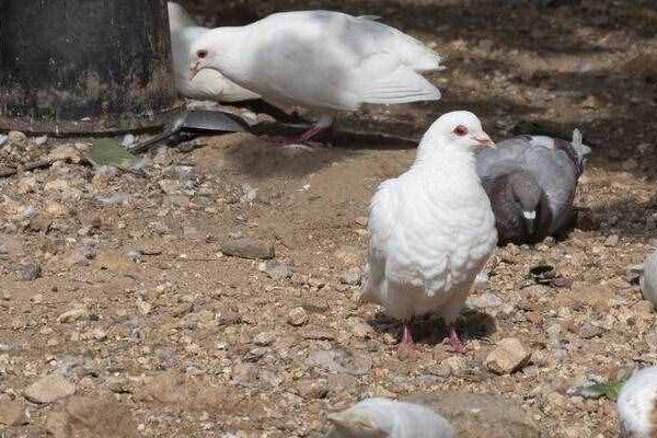 鸽子不进窝如何处理,控制放飞时间可让鸽子自觉回窝