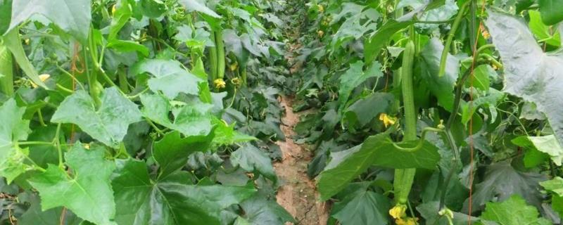 怎么种植露地丝瓜