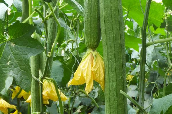 怎么种植露地丝瓜,开沟做畦后可进行点播