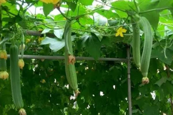 怎么种植露地丝瓜,开沟做畦后可进行点播