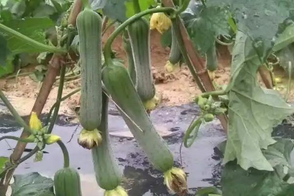 怎么种植露地丝瓜,开沟做畦后可进行点播