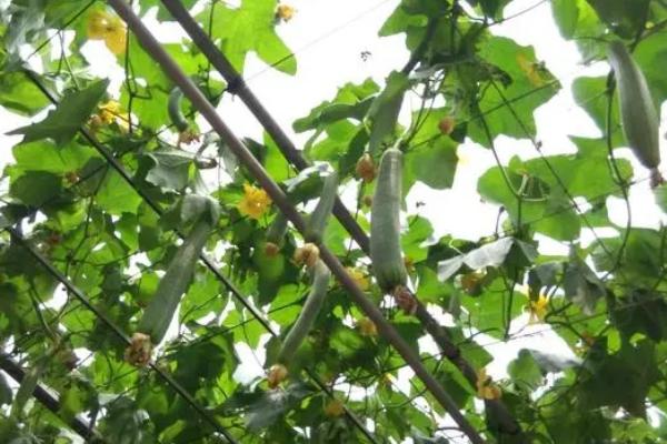 怎么种植露地丝瓜,开沟做畦后可进行点播