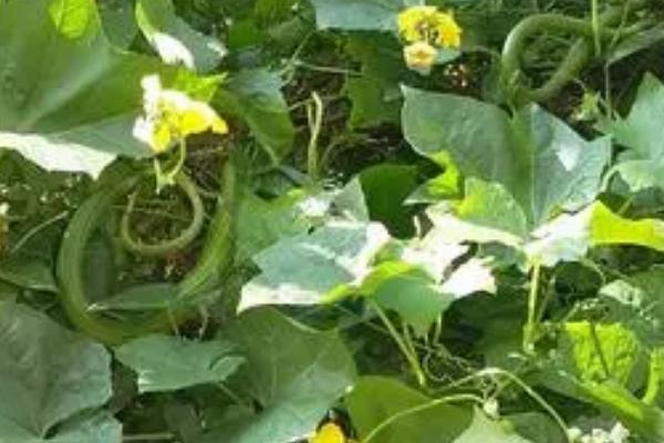 怎么种植露地丝瓜,开沟做畦后可进行点播