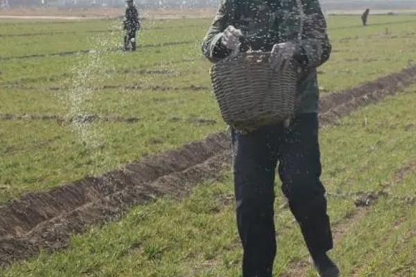 冬小麦对肥料的需求特点,起身拔节期对氮肥的需求量较多