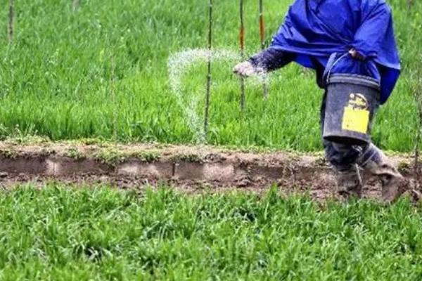 冬小麦对肥料的需求特点,起身拔节期对氮肥的需求量较多