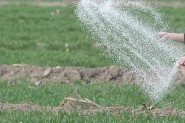 冬小麦对肥料的需求特点,起身拔节期对氮肥的需求量较多