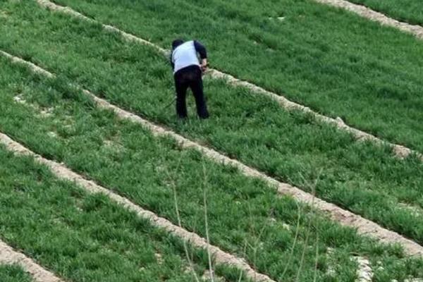 冬小麦对肥料的需求特点,起身拔节期对氮肥的需求量较多