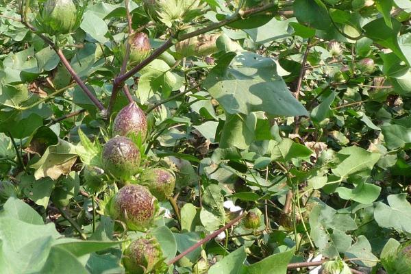 棉花现蕾期怎么管理，可根据植株长势喷施叶面肥