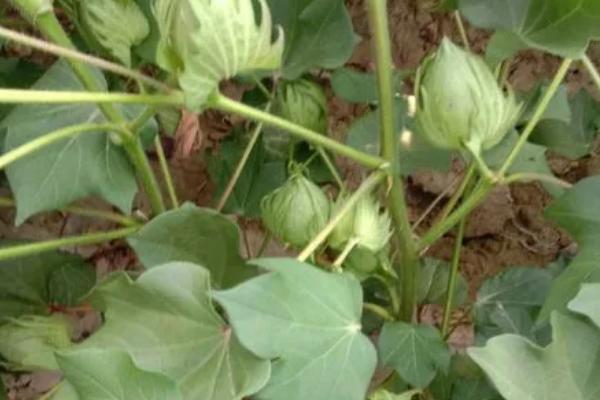 棉花现蕾期怎么管理，可根据植株长势喷施叶面肥