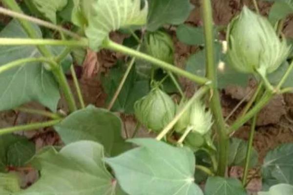 棉花现蕾期怎么管理，可根据植株长势喷施叶面肥