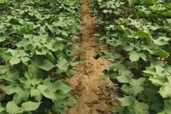 棉花现蕾期怎么管理，可根据植株长势喷施叶面肥