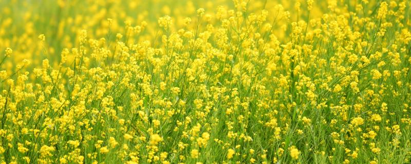 油菜种子的播种方法