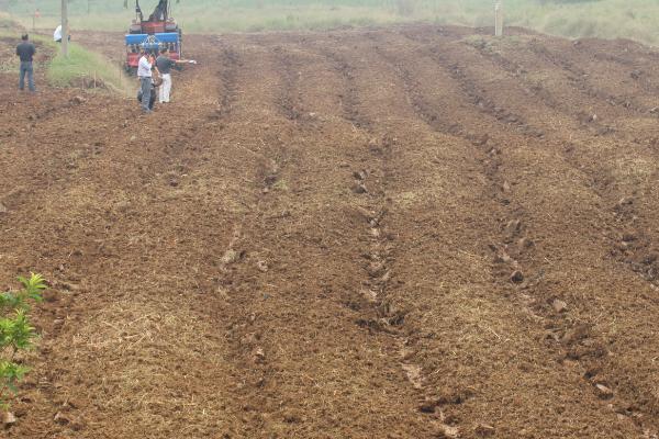 油菜种子的播种方法,可条播、穴播和撒播