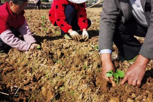 油菜种子的播种方法,可条播、穴播和撒播