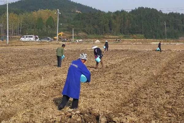 油菜种子的播种方法,可条播、穴播和撒播