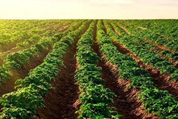 新三农指哪三农,即新农民、新农业和新农村