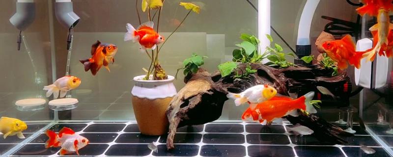 金鱼和锦鲤混养有什么好处