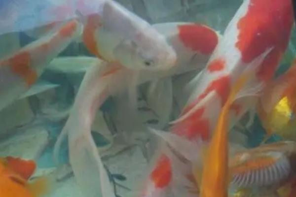 金鱼和锦鲤混养有什么好处,可提高观赏性、还能锻炼金鱼的胆量