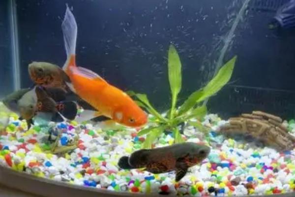 金鱼和锦鲤混养有什么好处,可提高观赏性、还能锻炼金鱼的胆量