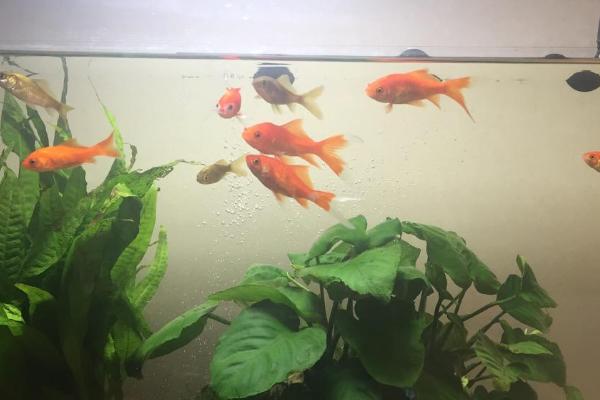 金鱼和锦鲤混养有什么好处,可提高观赏性、还能锻炼金鱼的胆量