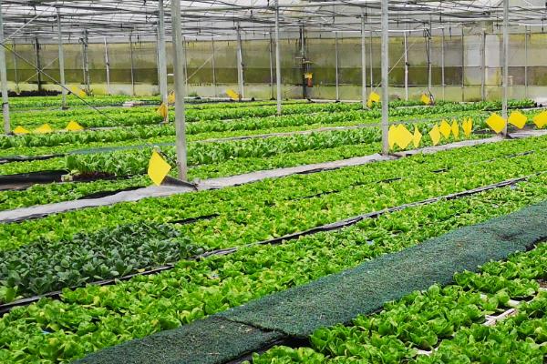 避免蔬菜早衰的方法，适时摘心摘叶可减少养分消耗、促进植株健壮生长