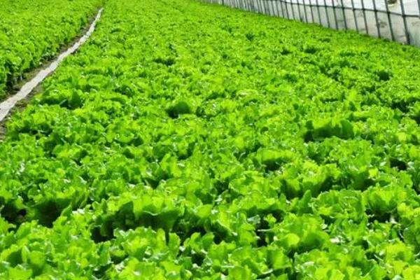 避免蔬菜早衰的方法，适时摘心摘叶可减少养分消耗、促进植株健壮生长