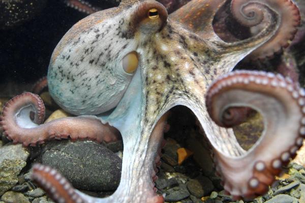 章鱼可以长到多大,主要受到自身品种的影响