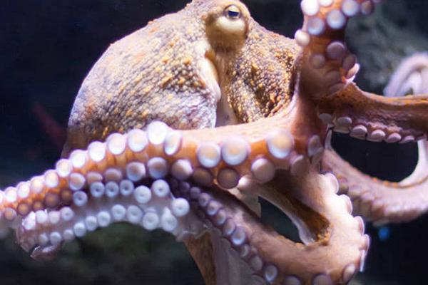 章鱼可以长到多大,主要受到自身品种的影响