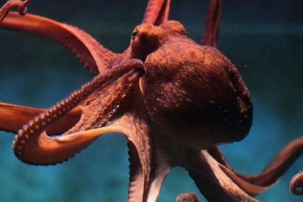 章鱼可以长到多大,主要受到自身品种的影响