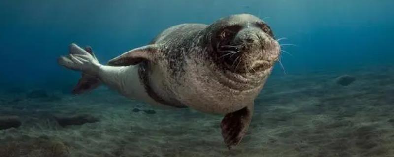 海豹需要换气吗