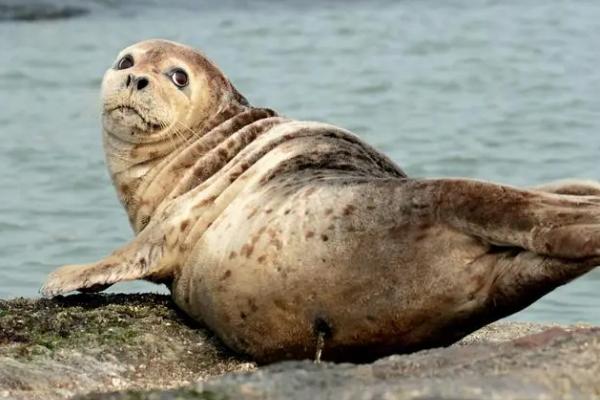 海豹需要换气吗,需定期出水换气