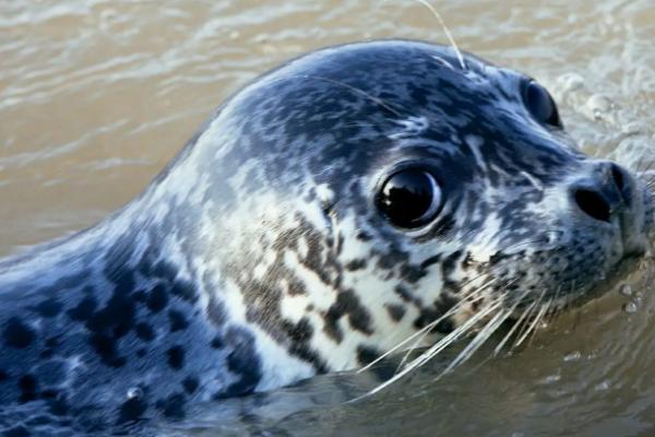 海豹需要换气吗,需定期出水换气