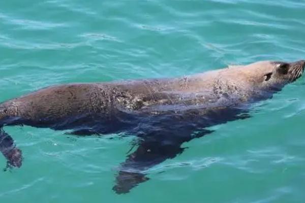 海豹需要换气吗,需定期出水换气