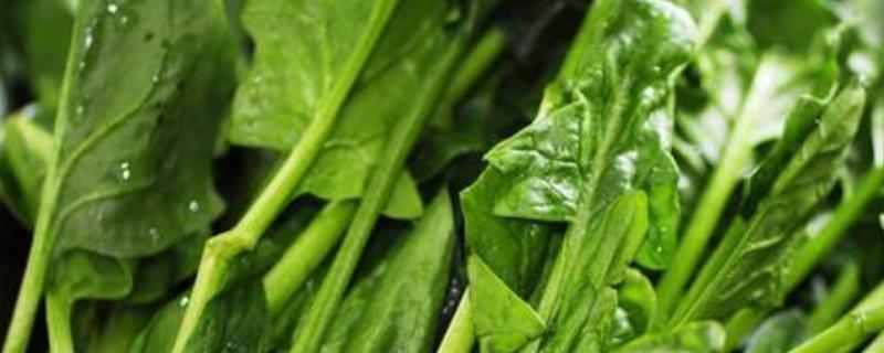 对菠菜施什么肥料可以增加产量