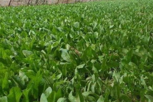 对菠菜施什么肥料可以增加产量，关键是要增施有机肥