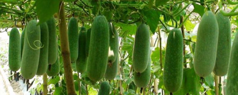 节瓜的亩产量